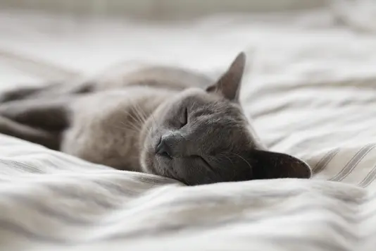 alexander-possingham-CeWNEEsHPbA-unsplash Schlafende Katze